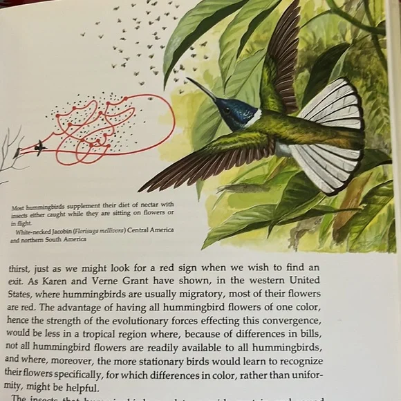 The Life Of The Hummingbird by Alexander F. Skutch HC book - Picture 8 of 12
